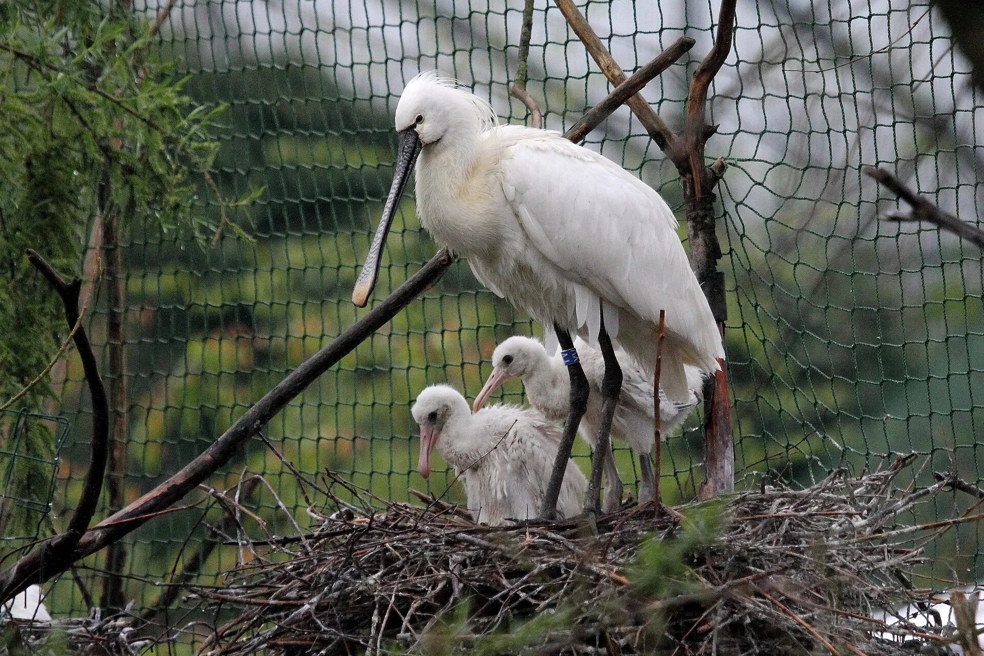 Zoo Hluboká